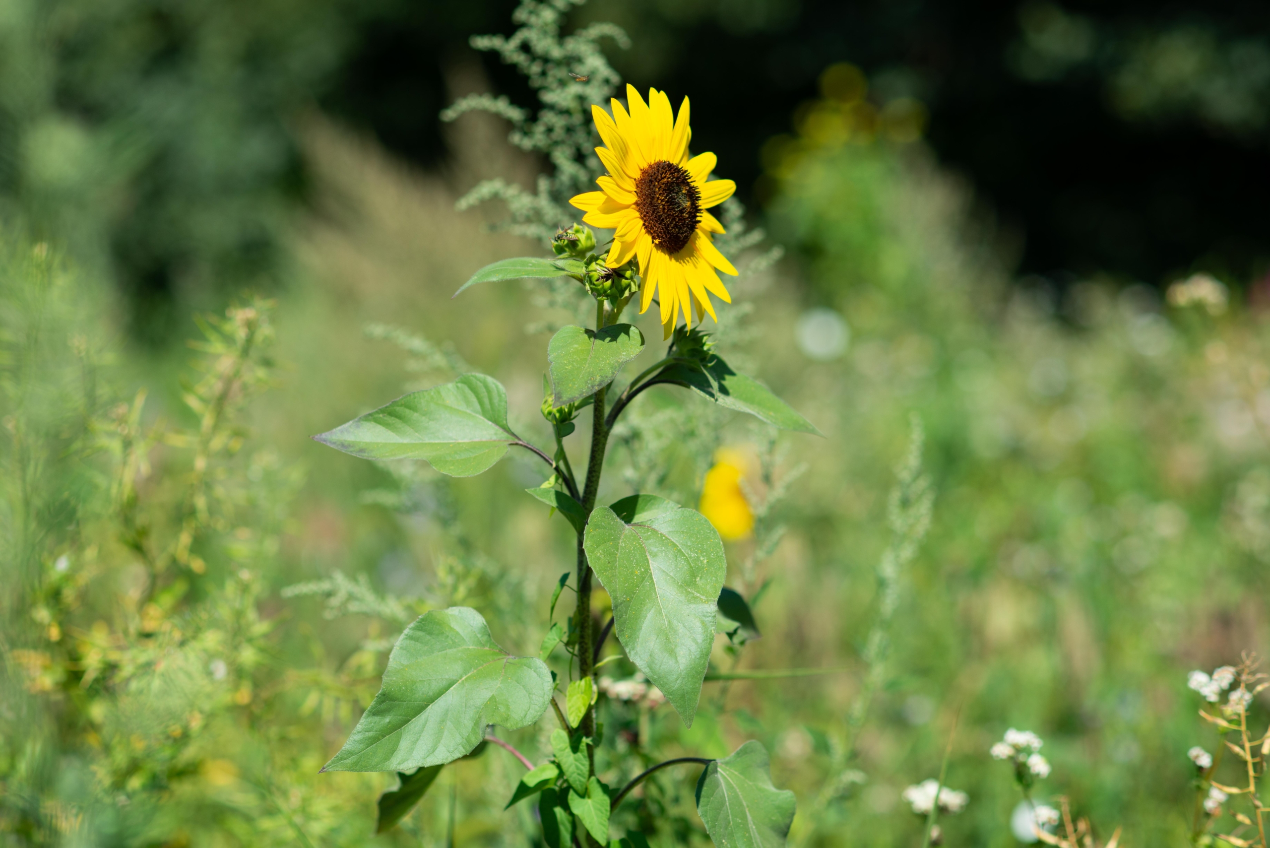 Tournesol - La Coudraie