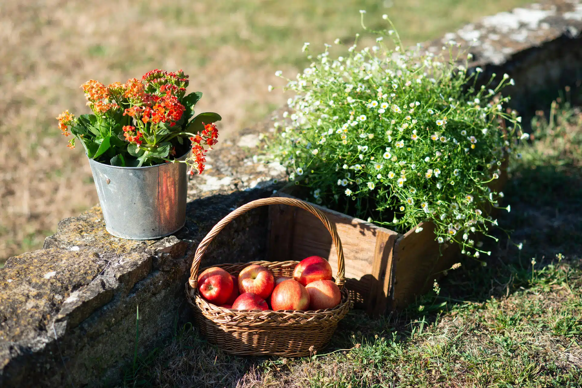 Fleurs - La Coudraie - Seine-et-Marne