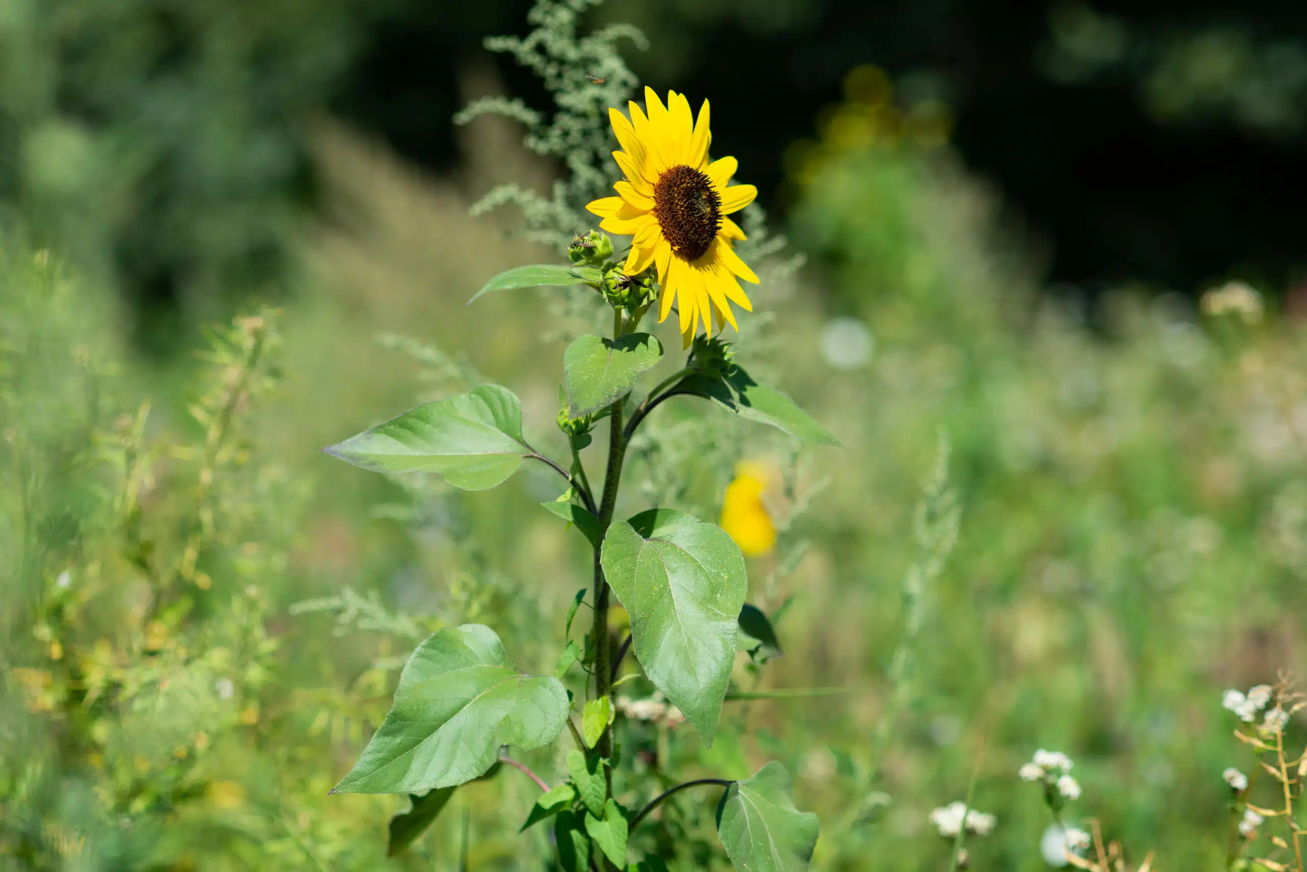 La nature en Seine-et-Marne