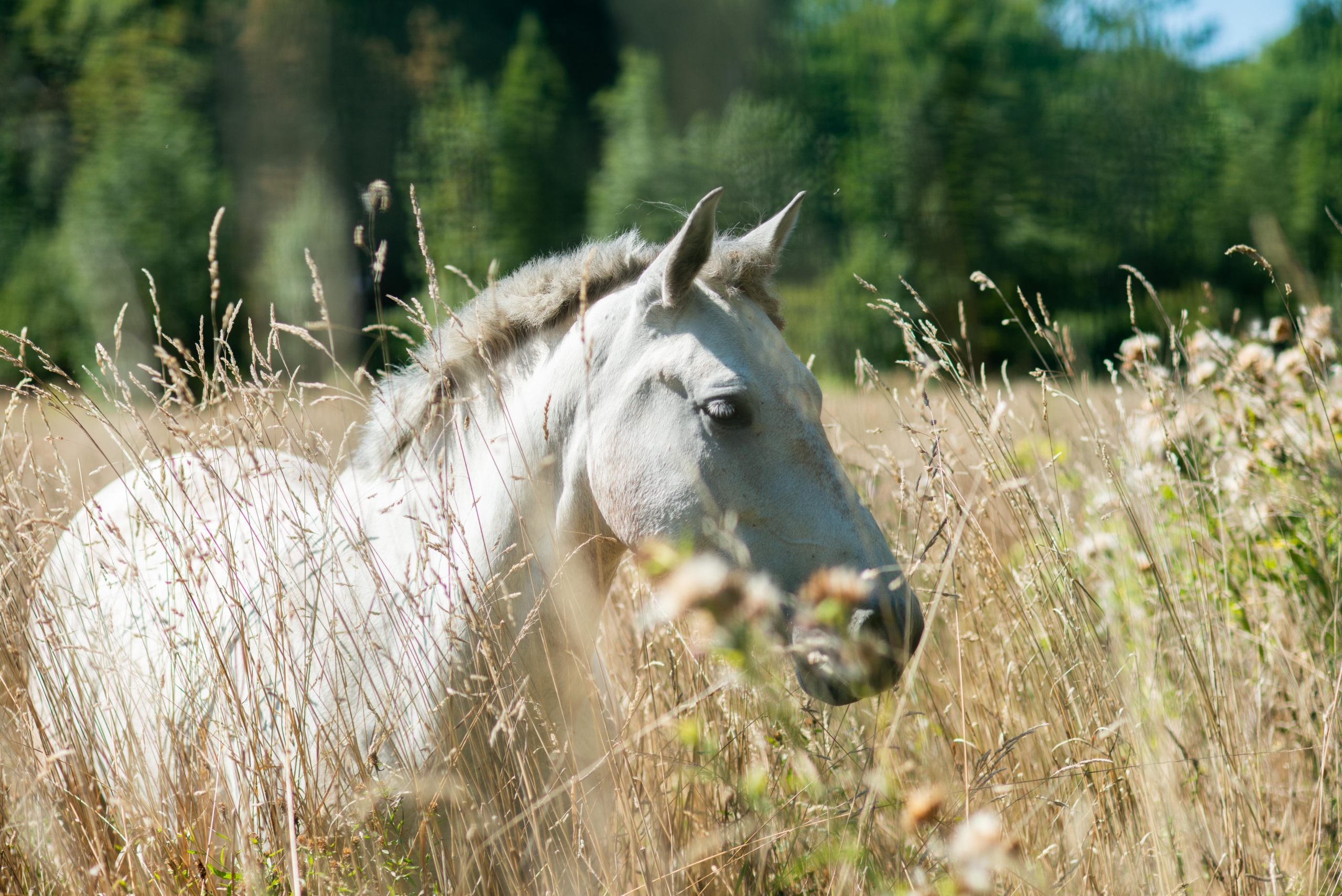 Un cheval dans un champs